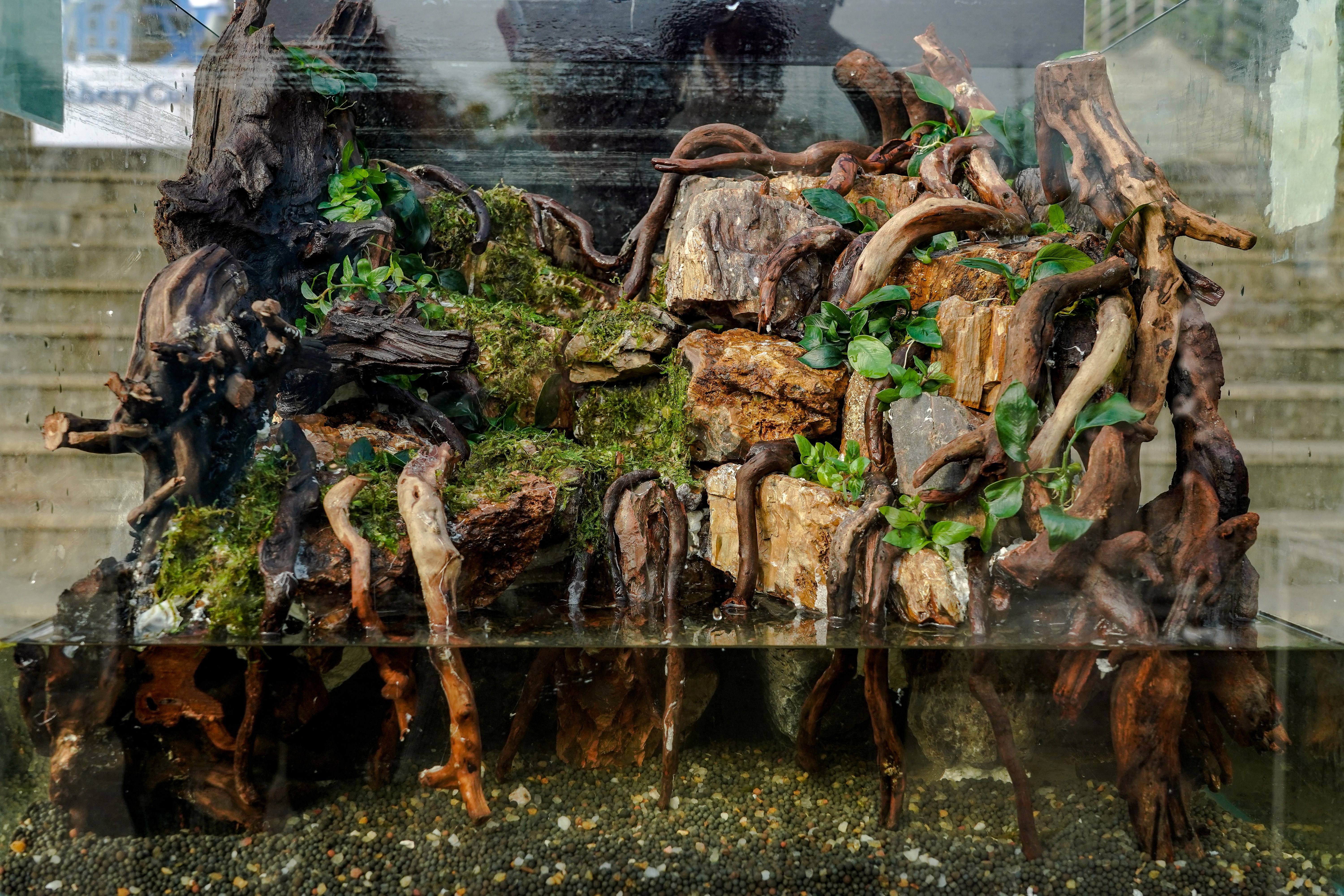 造景作品《崖洞》（a动漫
记者 孙一享 摄）